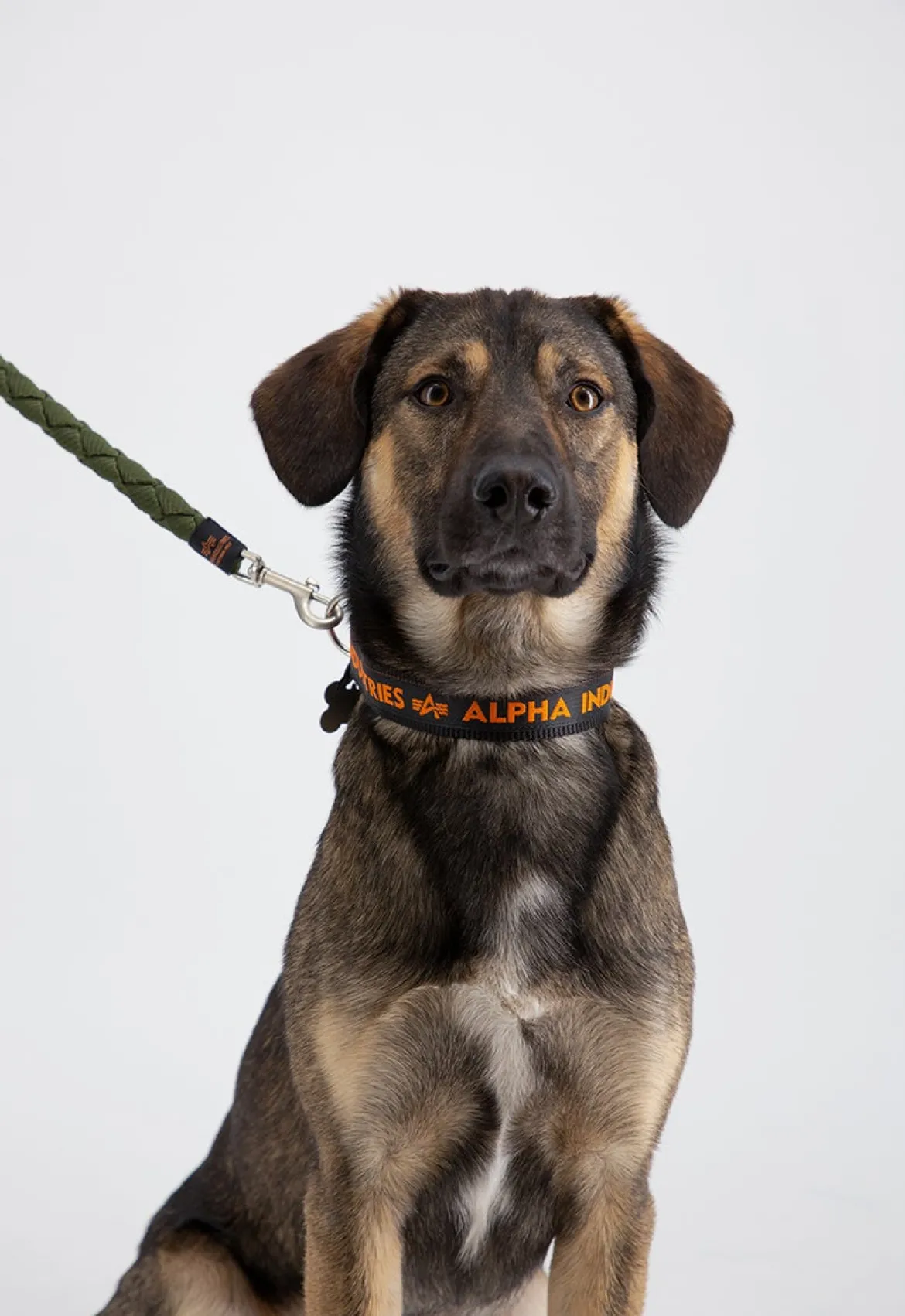 AI Dog-Tag-koiran kaulapanta