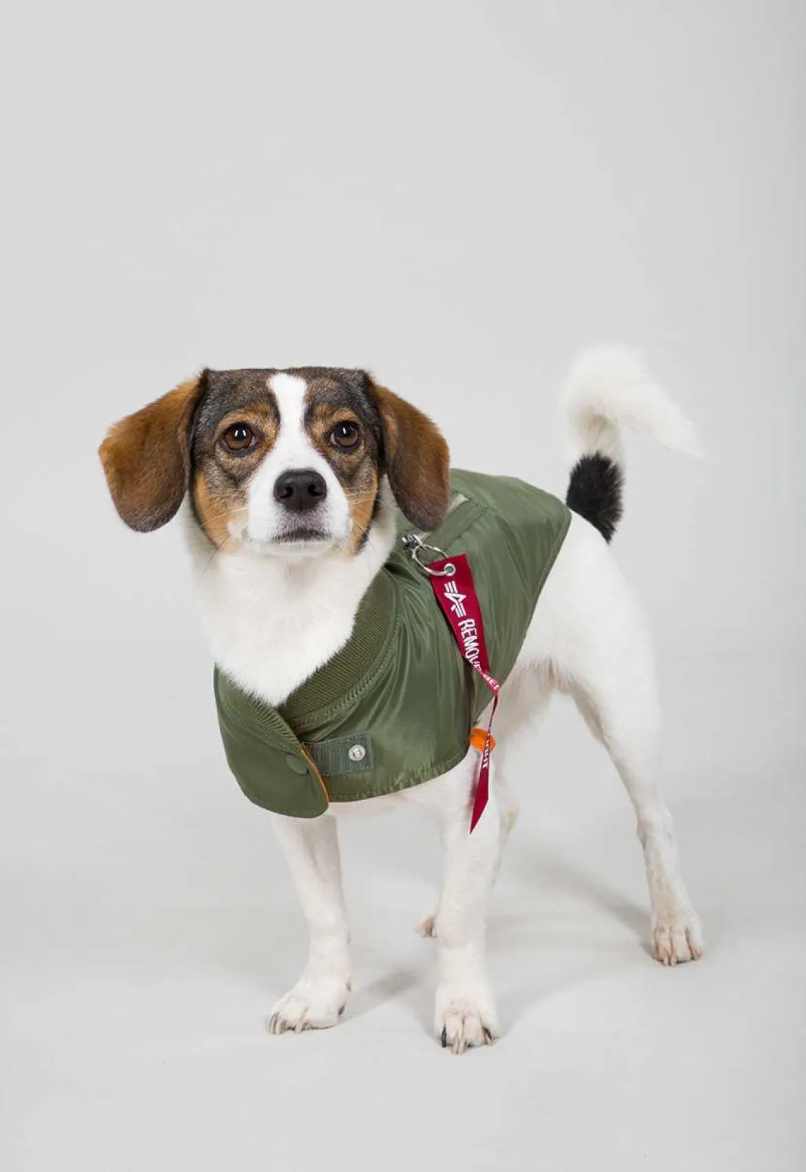 Dog MA-1 Jacket- koiran takki